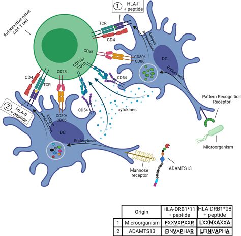 frontiers emerging concepts in immune thrombotic thrombocytopenic purpura