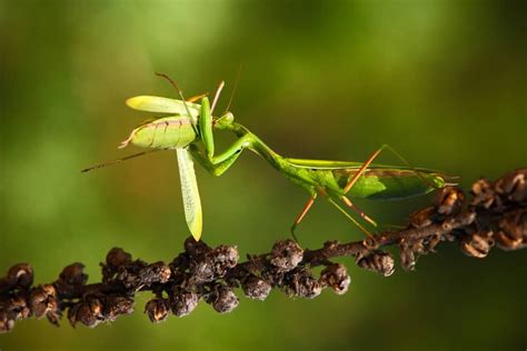 14 Things Praying Mantis Like To Eat Most Diet Care And Feeding Tips