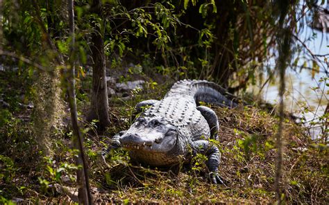 Everglades Alligator Farm Greater Miami And Miami Beach