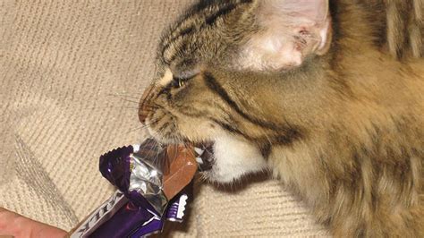 Being carnivores, cats benefit from eggs' protein and amino acids. Can Cats Eat Chocolate? How Much Chocolate Is Toxic To ...