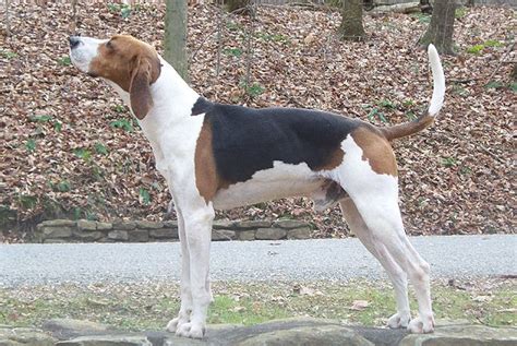 2013 Debut Treeing Walker Coonhound This Competitive Canine Was Bred