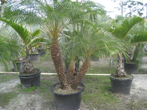 Pygmy Date Palm Check Spelling Or Type A New Query