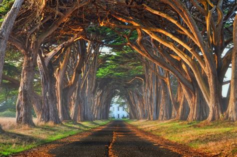 In Images The Most Beautiful Trees In The World 1