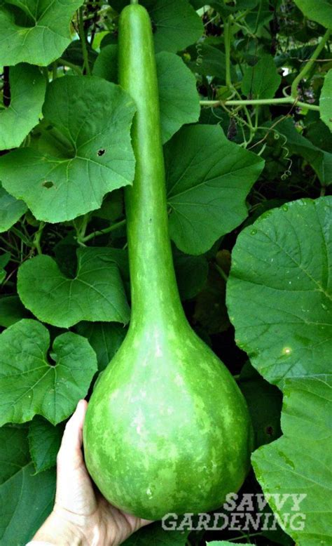 There are actually a lot of different period lengths that doctors consider normal, lauren streicher, m.d., an associate professor of clinical obstetrics and gynecology. Growing Great Gourds | Garden soil, Garden pests, Gourds