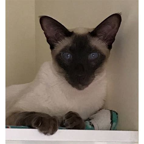 Maybe you would like to learn more about one of these? Charles - Male Siamese Cat in NSW - PetRescue