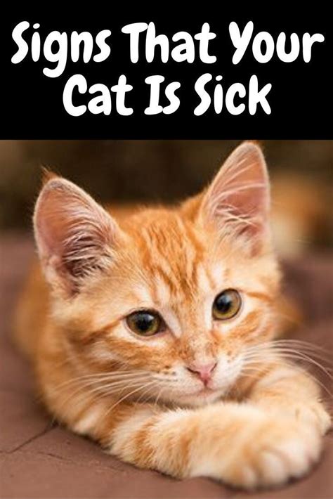 8 Warning Signs Of A Sick Cat In 2020 With Images Sick Cat Cats
