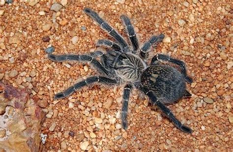 Spiders And Spider Bites In South Africa What Parents Need To Know Life