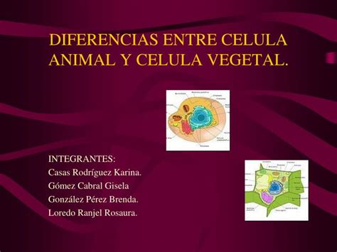 Cual Es La Diferencia En Celula Animal Y Vegetal Esta Diferencia