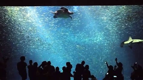 Monterey Bay Aquarium Open Ocean Tank Youtube