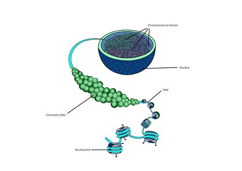 What Are Chromatin Definition Types And Importance Biology Aesl