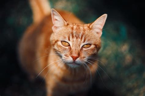Orange House Cat On The Prowl Stock Photo Image Of Rodents Housecat