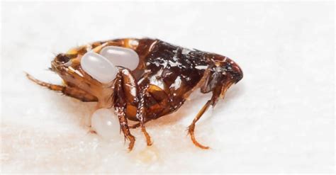 Flea Lifespan How Long Do Fleas Live A Z Animals