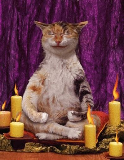 Pin By Krisztina Sallai On Katten Animatie S Cat Yoga Crazy