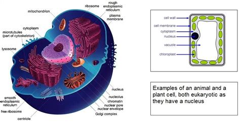 🔬 Structure Of Eukaryotic Cells The A Level Biologist Your Hub 🌱