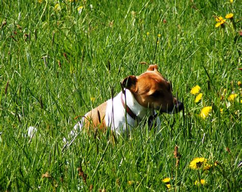 Fotos Gratis Naturaleza Césped Prado Dulce Flor Perrito Animal