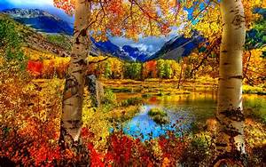 Autumn, Fall, Season, Nature, Landscape, Leaf, Leaves