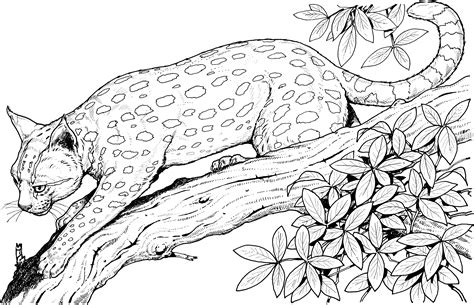 Sheets for preschoolers cover asian and african animals for their first geography lessons. Free Leopard Coloring Pages