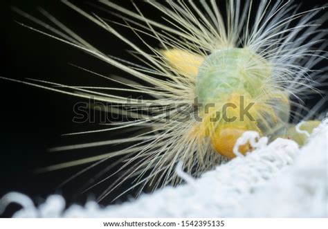 Closeup Tussock Moth Larvae Caterpillar Stock Photo Edit Now
