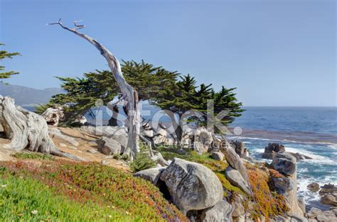The Ghost Tree At 17 Mile Drive Stock Photos