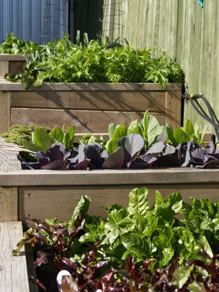 Maybe you would like to learn more about one of these? Vegetables in New Zealand - Gallery | Garden Design