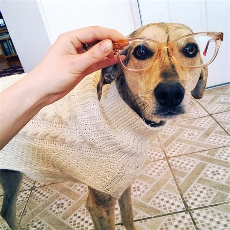 These Dogs Wearing Glasses Is What We Need On A Monday I