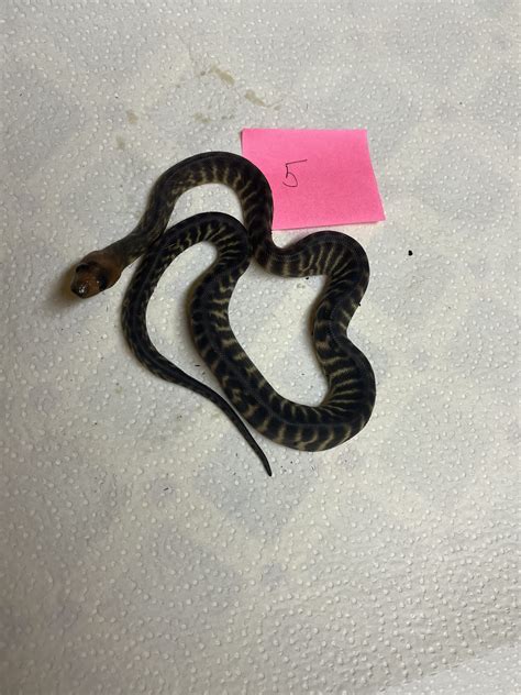 Woma Pythons For Sale Reptiverse