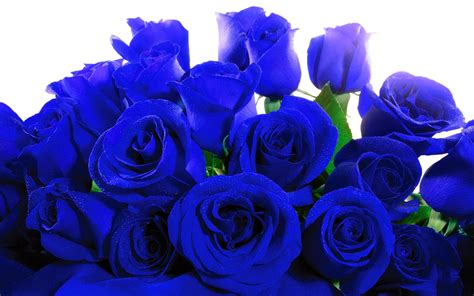 Beautiful Blue Roses Wallpaper 1920x1200 22519