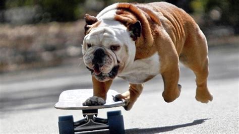 Extremely loyal to his family, the english bulldog typically gets on agreeably with other animals and has a particular fondness for children. 30+ English Bulldog Photos and Facts - Definitely Special Dogs | FallinPets