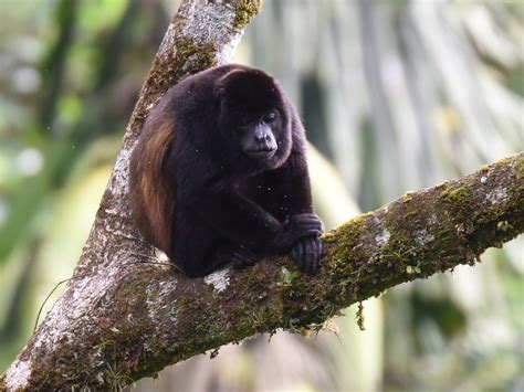 Mantled Howler Monkey An Alpha Male Howling Early Morning Flickr