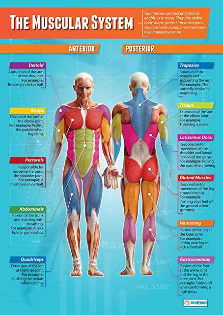 Uk Muscles Of The Body Poster