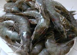 Shrimps Live Shrimps Price Manufacturers Suppliers