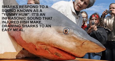 28 Interesting Shark Facts That Will Surprise And Amaze