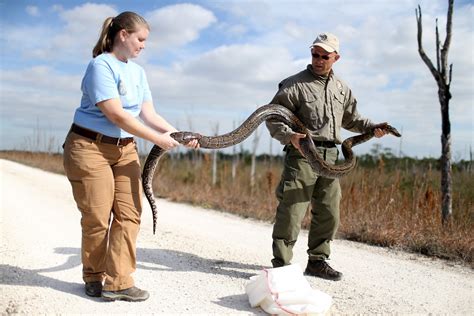 Massive 17 Foot Snake Caught In Florida Everglades Burmese Python Hunt