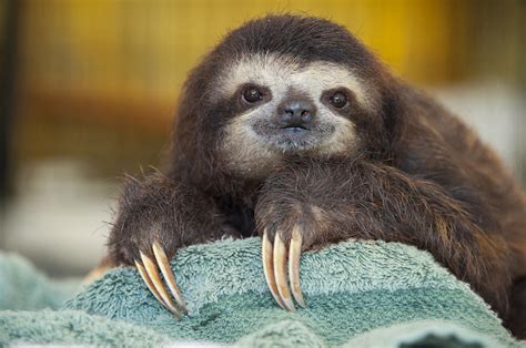 Brown Throated Three Toed Sloth Photograph By Suzi Eszterhas