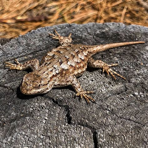Sceloporus Occidentalis Western Fence Lizard 10000 Things Of The