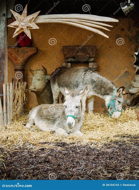 Nativity Scene And Two Donkeys Stock Image Image Of Advent Animal