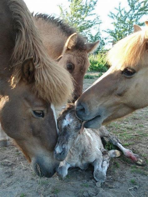 I Have Seen The Whole Of The Internet Horses Welcome A Newborn Foal