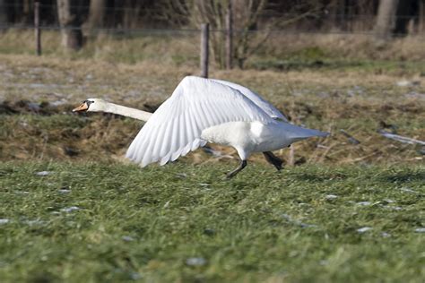 on flying mute swan netherlands photograph by ronald jansen fine art america
