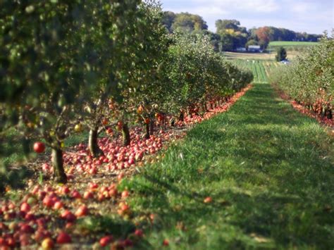11 Places For The Best Apple Picking In Georgia Fruit Picking Farms