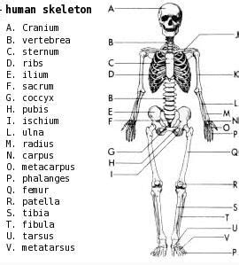 This model is compact, durable, and is ideal for introductory biological science classes. Diagram of Human Skeleton | Human body worksheets, Biology diagrams, Human anatomy and physiology