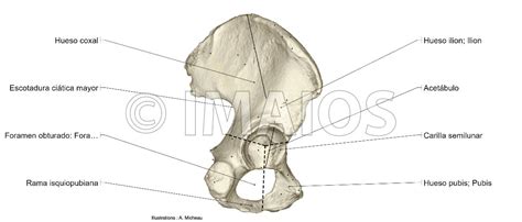Hueso Coxal Vista Lateral Imágenes 3d Atlas De Anatomía Cintura