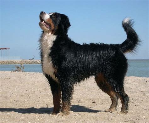 Bernese Dog Bernese Mountain Dog Mountain Dogs St Pierre The