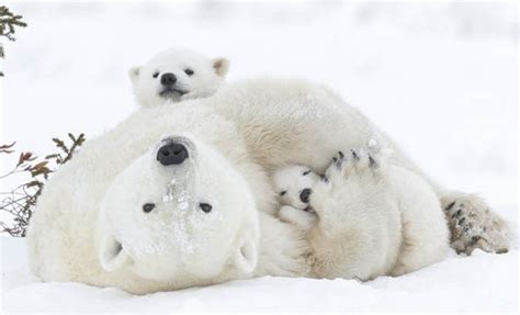 Wake Up Cute Polar Bear Cubs Climb On Top Of Their