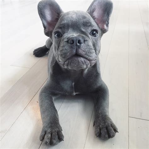 Lilac female # 1 is also very well adjust, playful, and full of herself. Blue Fawn French Bulldog Puppies — AskFrenchie.com