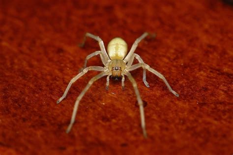 Common Spiders To Watch For In Colorado Poisonous And Non Venomous