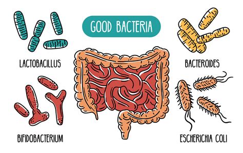 How Gut Bacteria Affects Cancer Gastroenterologist