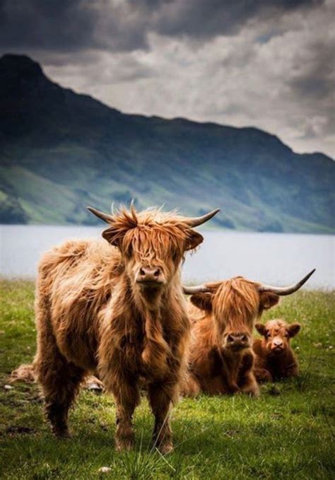 Pin By Cate Casper On Animals Highland Cattle Animals Beautiful