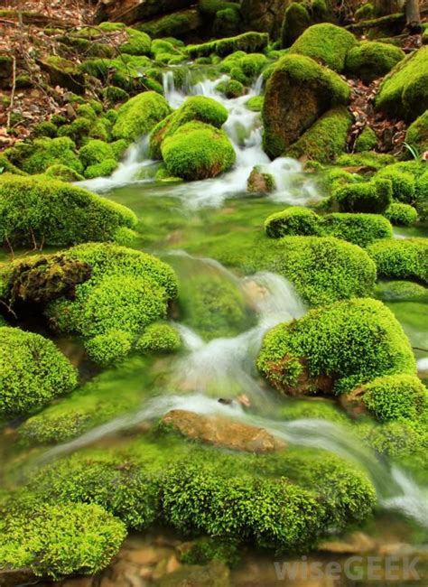 72 Best Moss Gardens Images On Pinterest Moss Garden