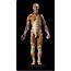 Muscle And Skeleton Model Medical Quality Anatomical 