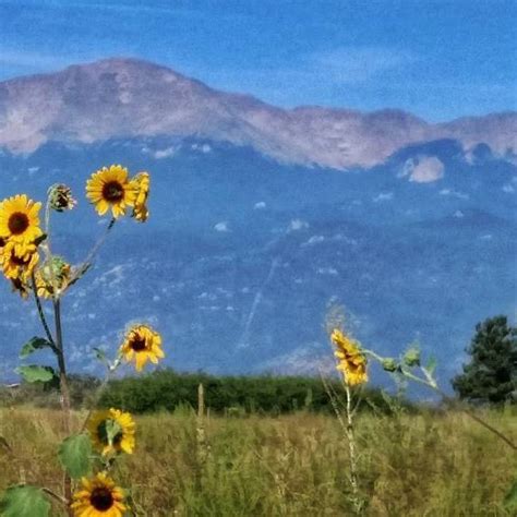 Sunflowers Framing Pikes Peak Visit Usa Colorado Rocky Mountains